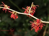 Hamamelis Carmine Red 2015 02 07 3198